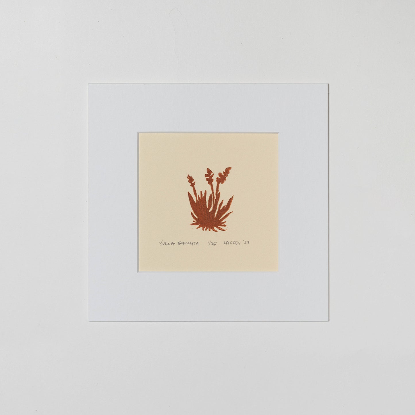 Yucca Baccata
