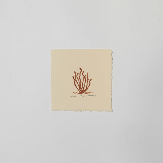 Ocotillo