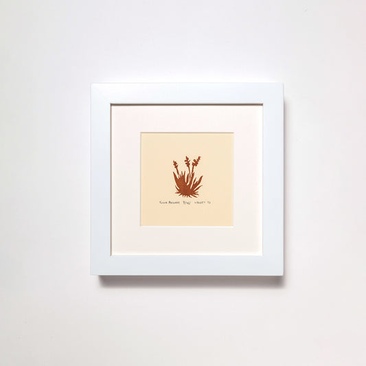 Yucca Baccata