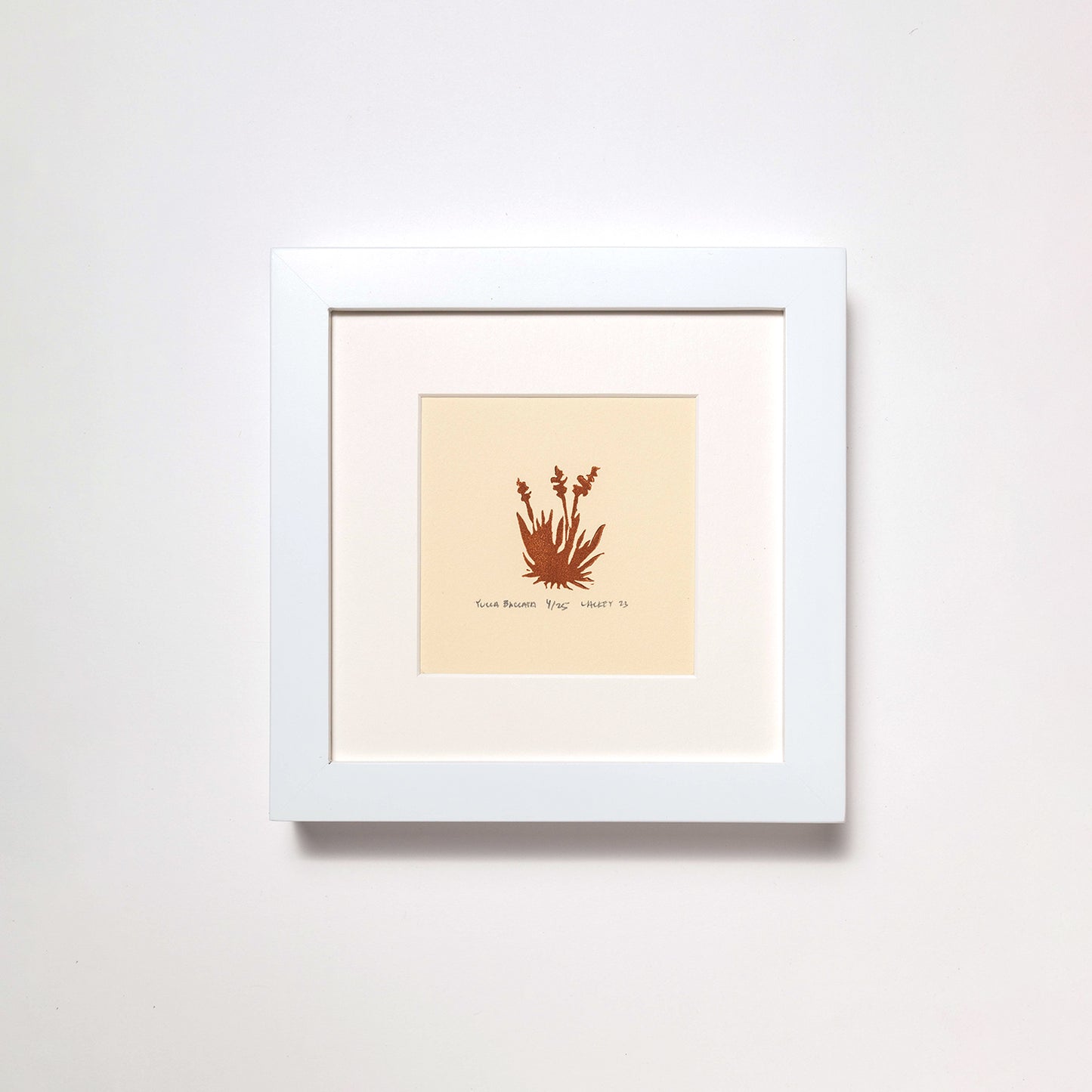 Yucca Baccata